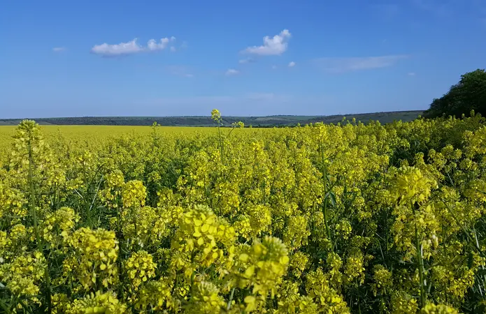 Закупівля насіння жовтої гірчиці - фото № 2