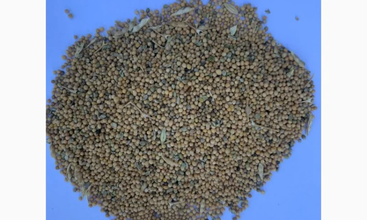 Гірчиця мікс (сидерат) для покращення ґрунту - фото № 1