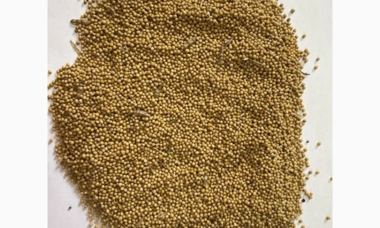 Закуповуємо гирчицю білу, жовту, чорну - фото № 1