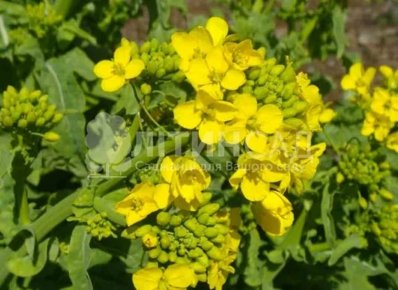 Куплю, гірчицю, білу 25000 - фото № 1