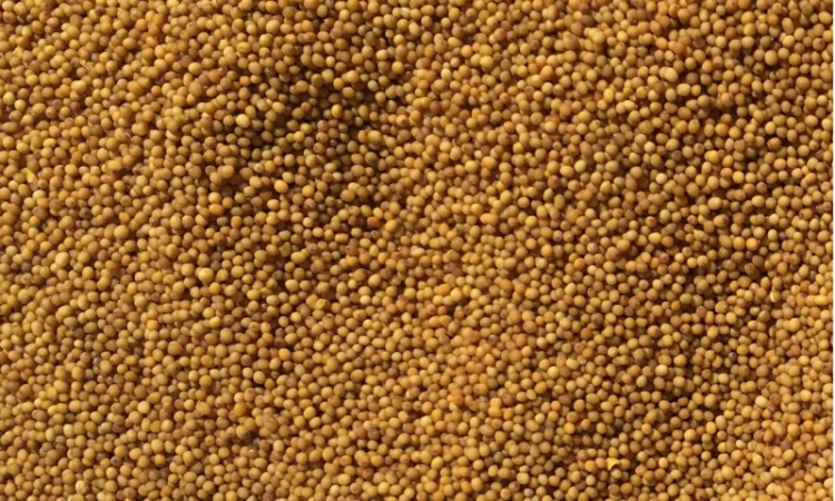 Продается семена желтой горчицы на сидерат - фото № 1