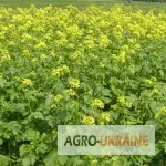 Пропонуються семена гірчиці жовтої сорту Діжонка - фото № 1