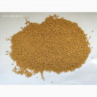 Продается семена белой горчицы, сорт Андромеда - фото № 1