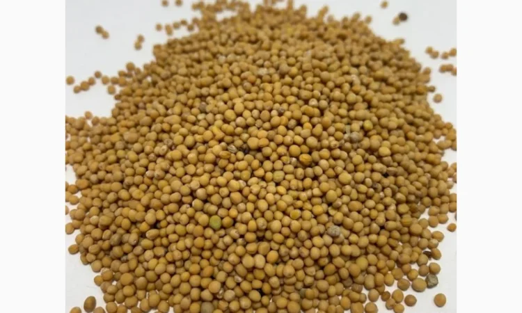 Купуємо гірчицю, розрахунок одразу - фото № 1