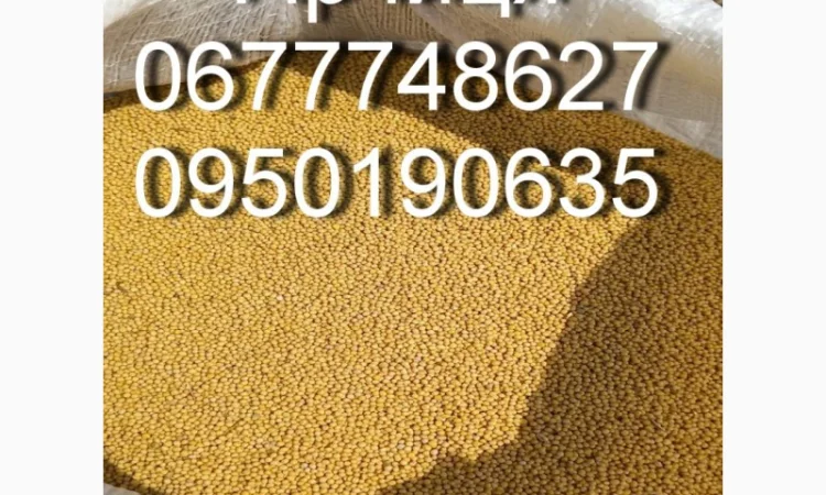 Гірчиця жовта оптом та в роздріб - фото № 1