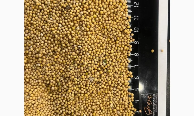 Продается белая горчица из Казахстана - фото № 1