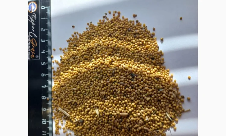 Продается желтая горчица - фото № 1