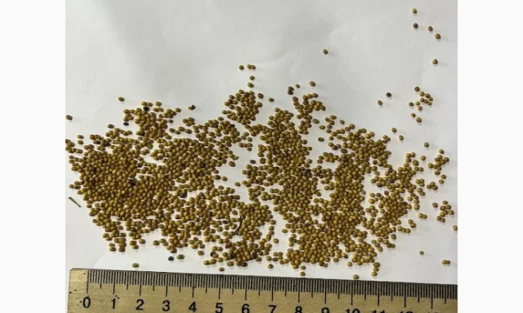 Продается горчица желтая сорт "Мишутка" - фото № 1