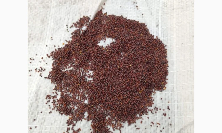 Куплю черную горчицу - фото № 1