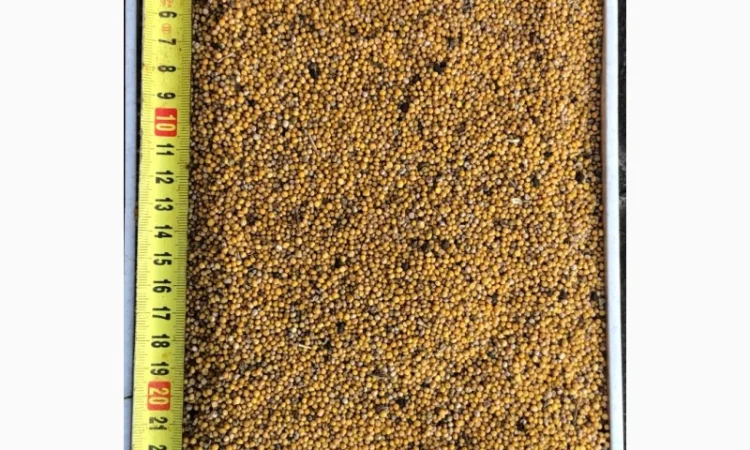 Гірчиця біла (Sinapis Alba) - фото № 1