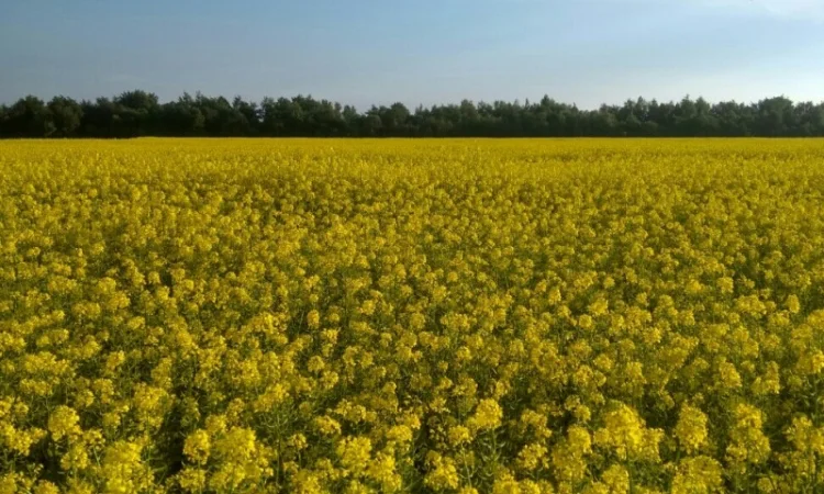 Гірчиця біла – насіння урожаю 2024 року - фото № 1