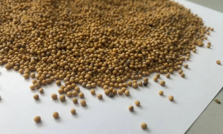 Продам белую горчицу - фото № 1