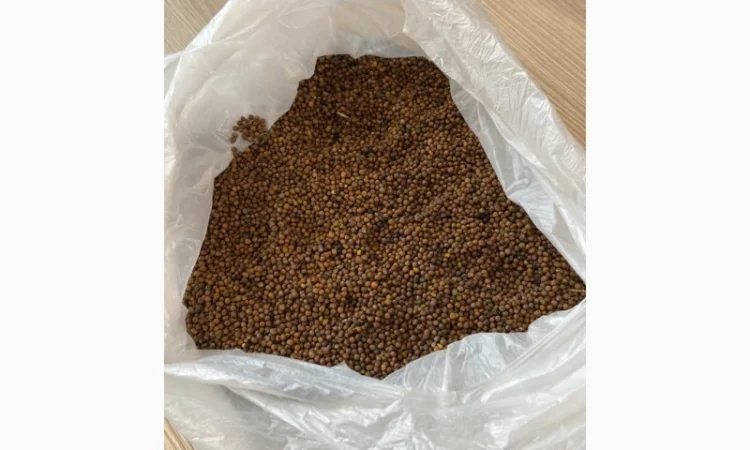 Продам Насіння Гірчиці чорної “Черниш”, протруєне - фото № 1