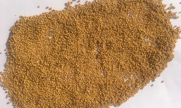 Купим семена горчицы насіння гірчиці - фото № 1