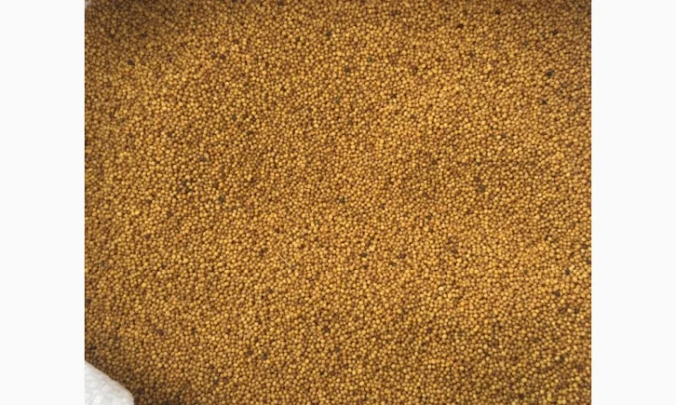 Семена горчицы желтой озимой сорт Новинка - фото № 1