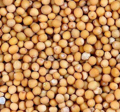 Куплю гірчицю білу, жовту, Ф1 / Ф2 з місця - фото № 1