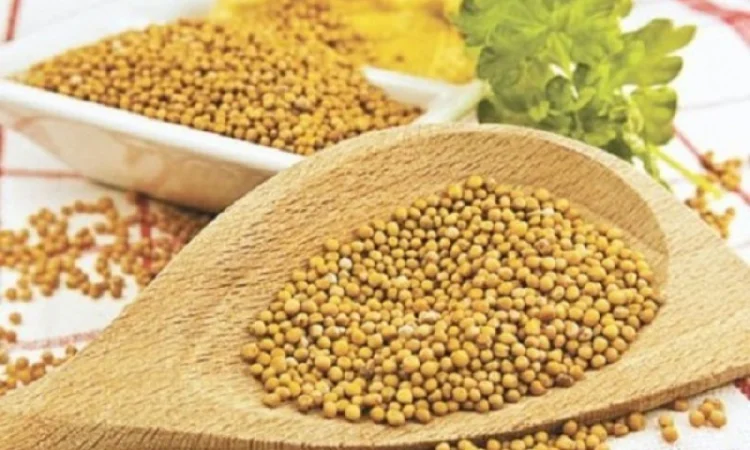 Купуємо насіння жовтої гірчиці - фото № 1