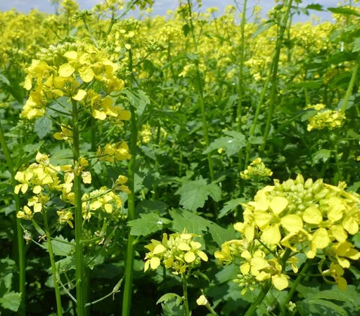 Гірчиця біла сорт Запоріжанка - фото № 1