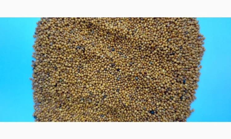 Продам гірчицю озиму жовту - фото № 5