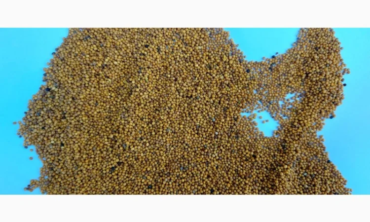 Продам гірчицю озиму жовту - фото № 6