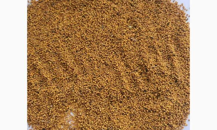 Продам гірчицю озиму жовту - фото № 2