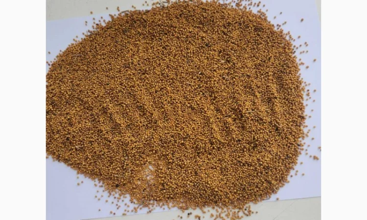 Продам гірчицю озиму жовту - фото № 3