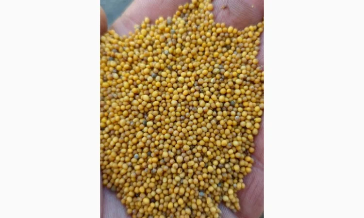 Продам гірчицю озиму жовту - фото № 1