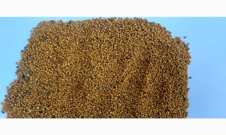 Продам гірчицю озиму жовту - фото № 4