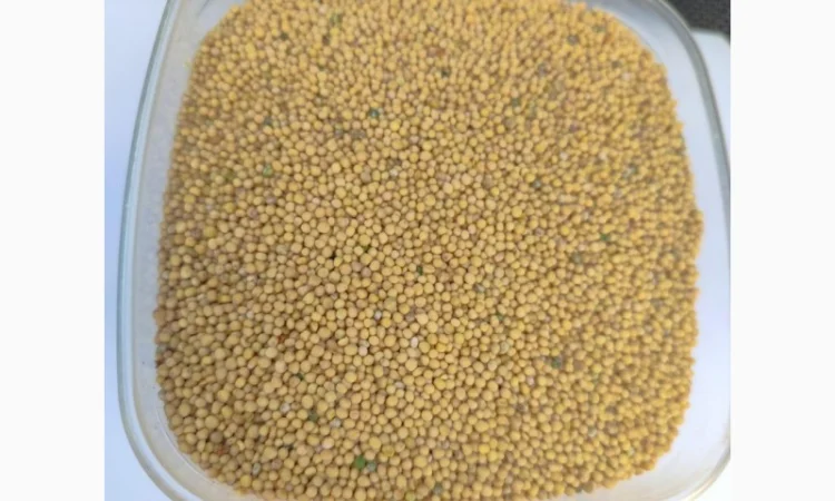 Продам гірчицю білу. Сорт Андромеда - фото № 1