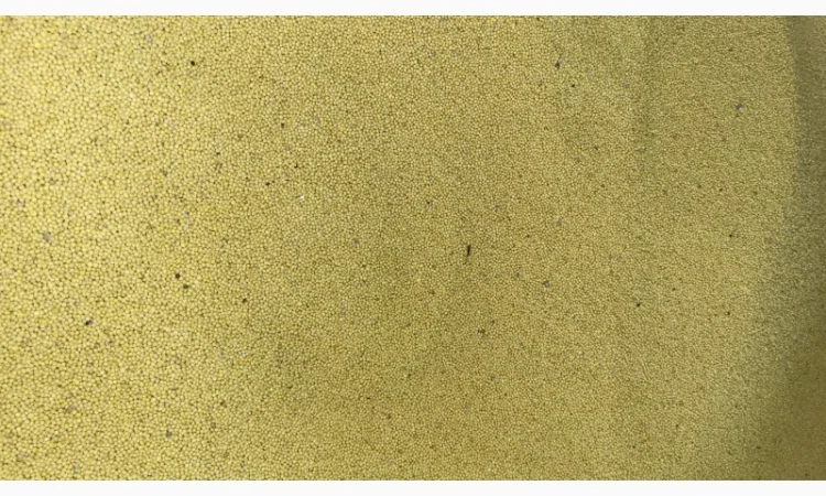 Продам гірчицю білу - фото № 2