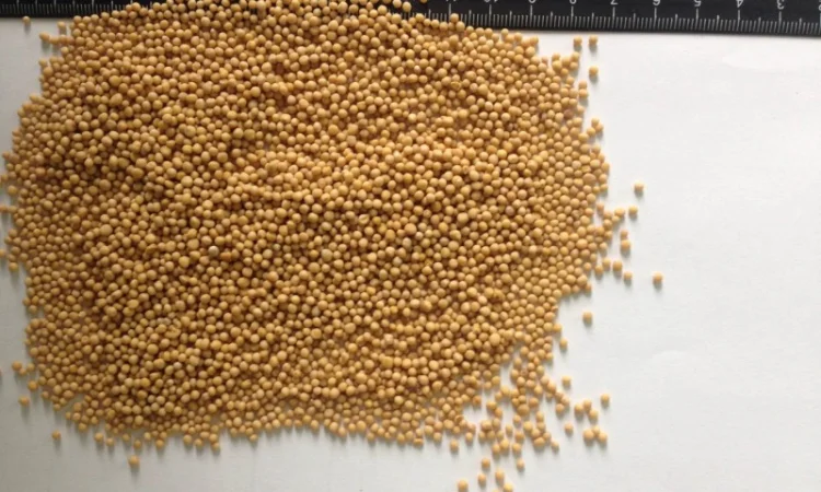 Купую Гірчицю Білу/Чорну/Жовту - фото № 1