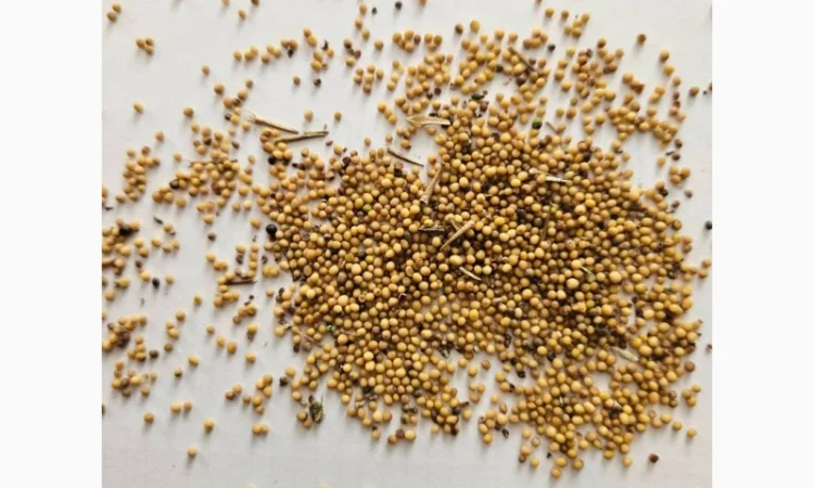 Продам горчицу 250 т - фото № 1