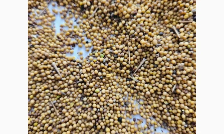 Продам горчицу 250 т - фото № 2