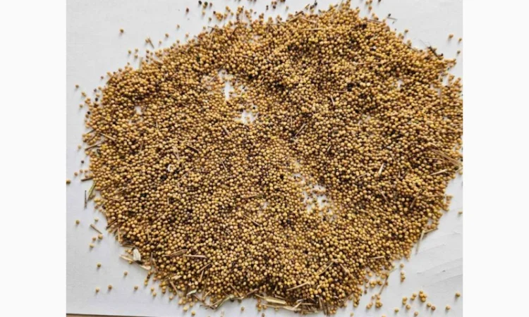 Продам горчицу 250 т - фото № 3