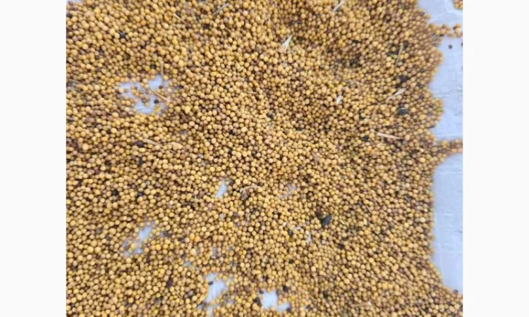 Продам горчицу 250 т - фото № 4