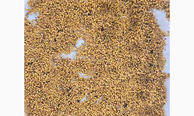 Продам горчицу 250 т - фото № 5