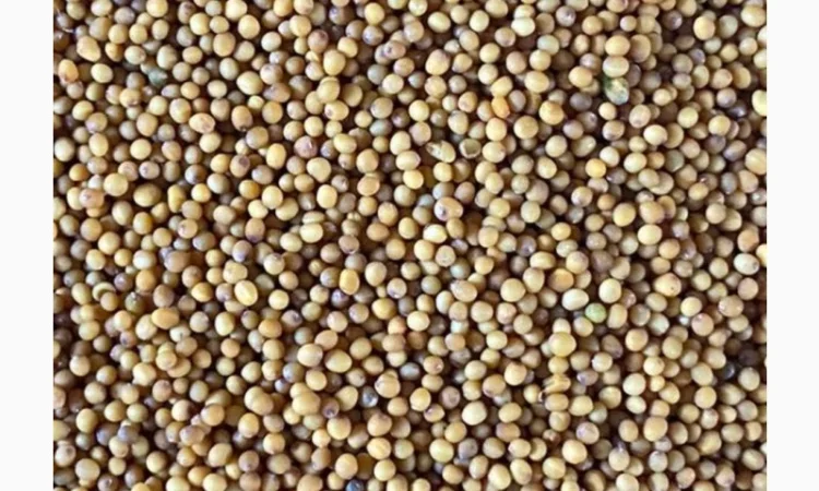 Купуємо гірчицю білу, жовту, чорну. Самовивіз та з доставкою - фото № 1