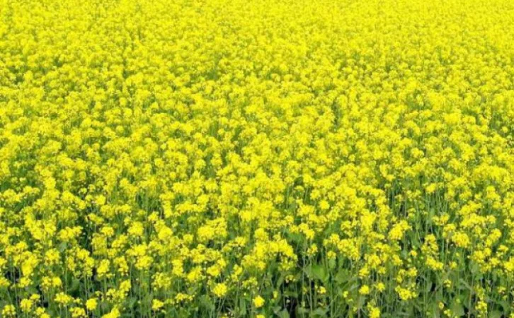 Куплю горчицу желтую - фото № 1