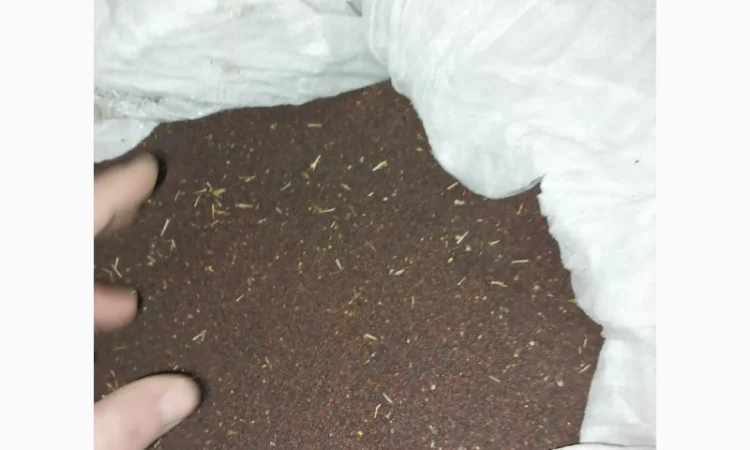 Продам гірчиця чорна - фото № 2