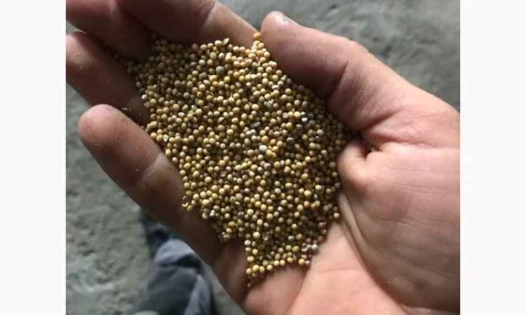 Продам гірчицю - фото № 1