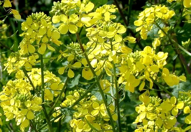 Гірчиця біла насіння - фото № 1