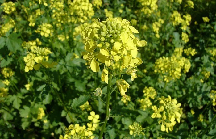 Гірчиця біла насіння - фото № 2