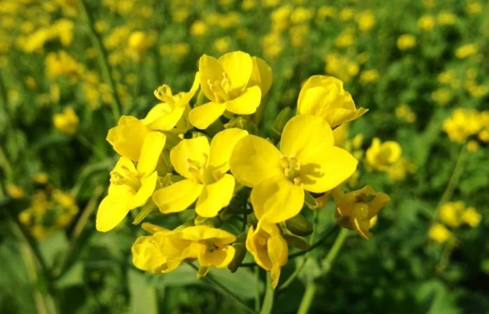 Гірчиця біла насіння - фото № 3