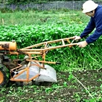 Гірчиця жовта насіння - фото № 5