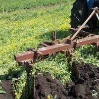 Гірчиця жовта насіння - фото № 7