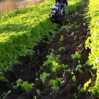 Гірчиця жовта насіння - фото № 8