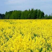 Гірчиця жовта насіння - фото № 6