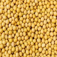 Гірчиця жовта насіння - фото № 2