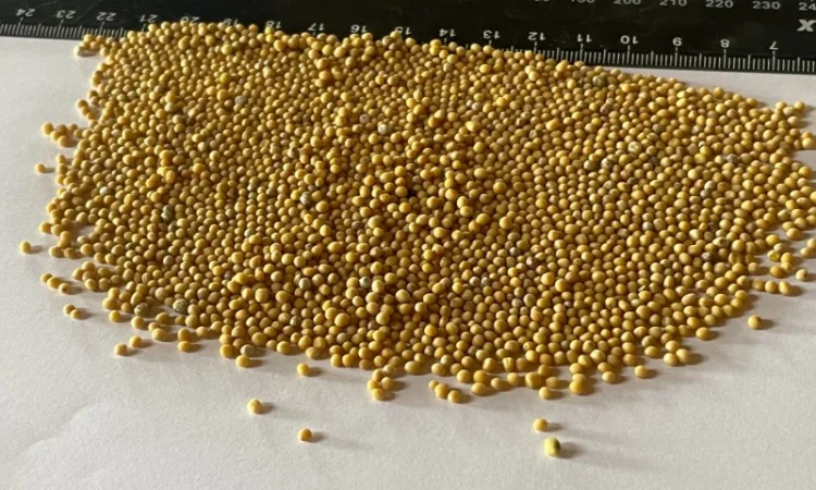 Продам Гірчицю Білу(під сидерат) - фото № 2