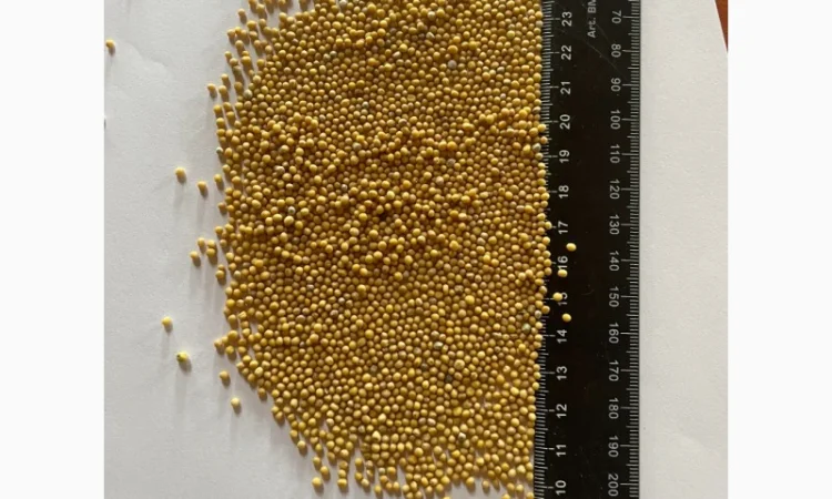 Продам Гірчицю Білу(під сидерат) - фото № 3